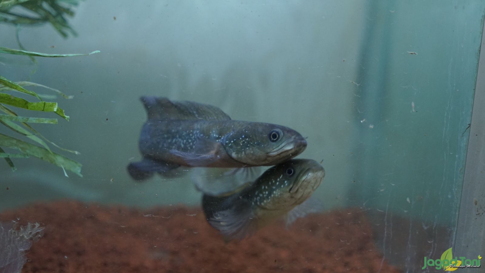 Ternak Ikan Channaa, Simak Agar Sukses