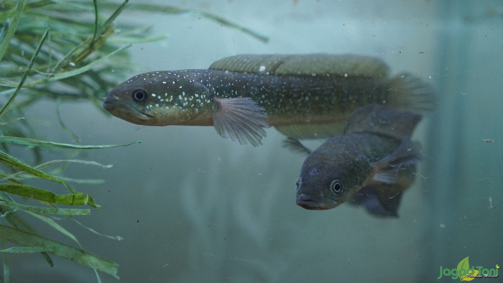 Ternak Ikan Channaa, Simak Agar Sukses