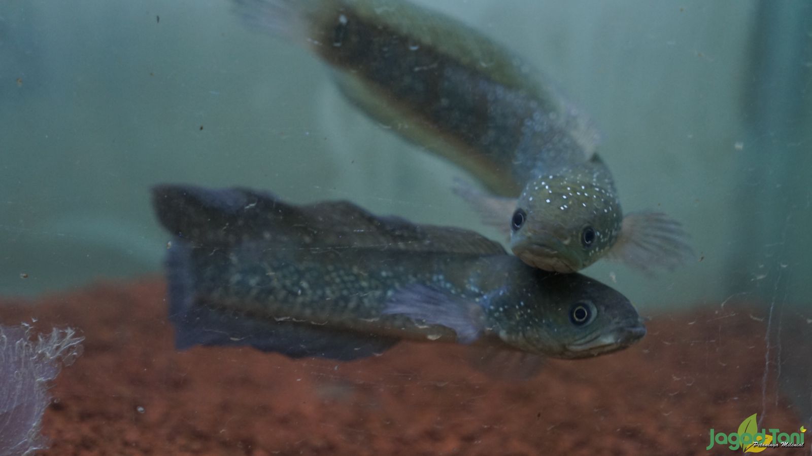 Penjodohan Ikan Channa 