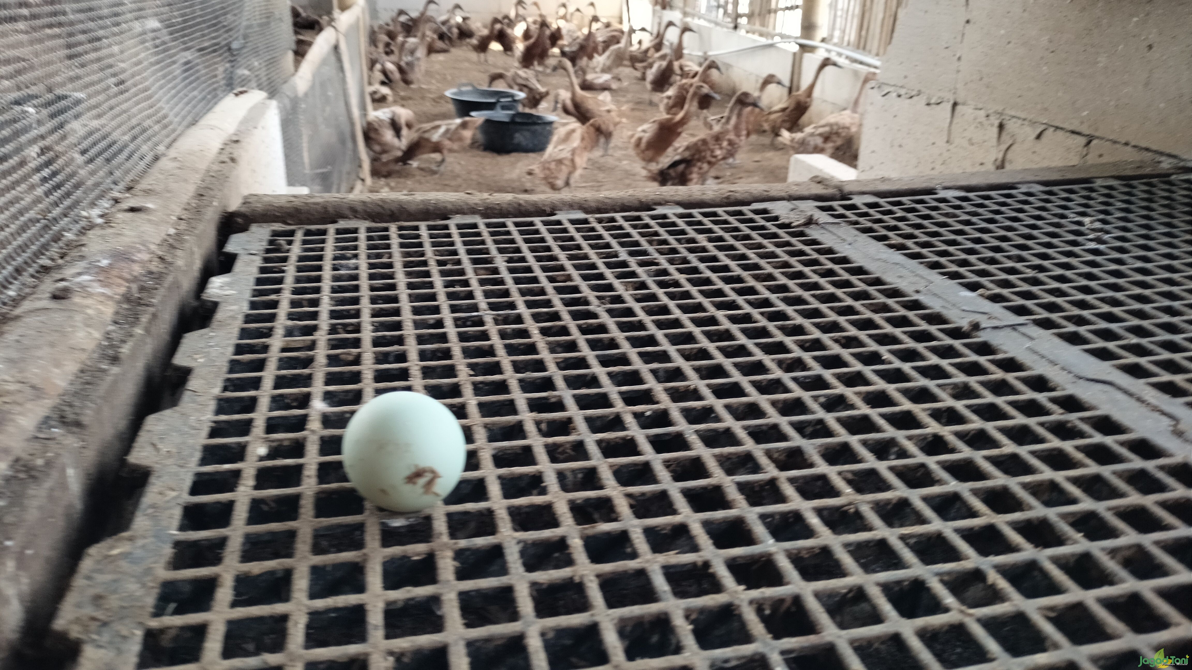 Telur bebek