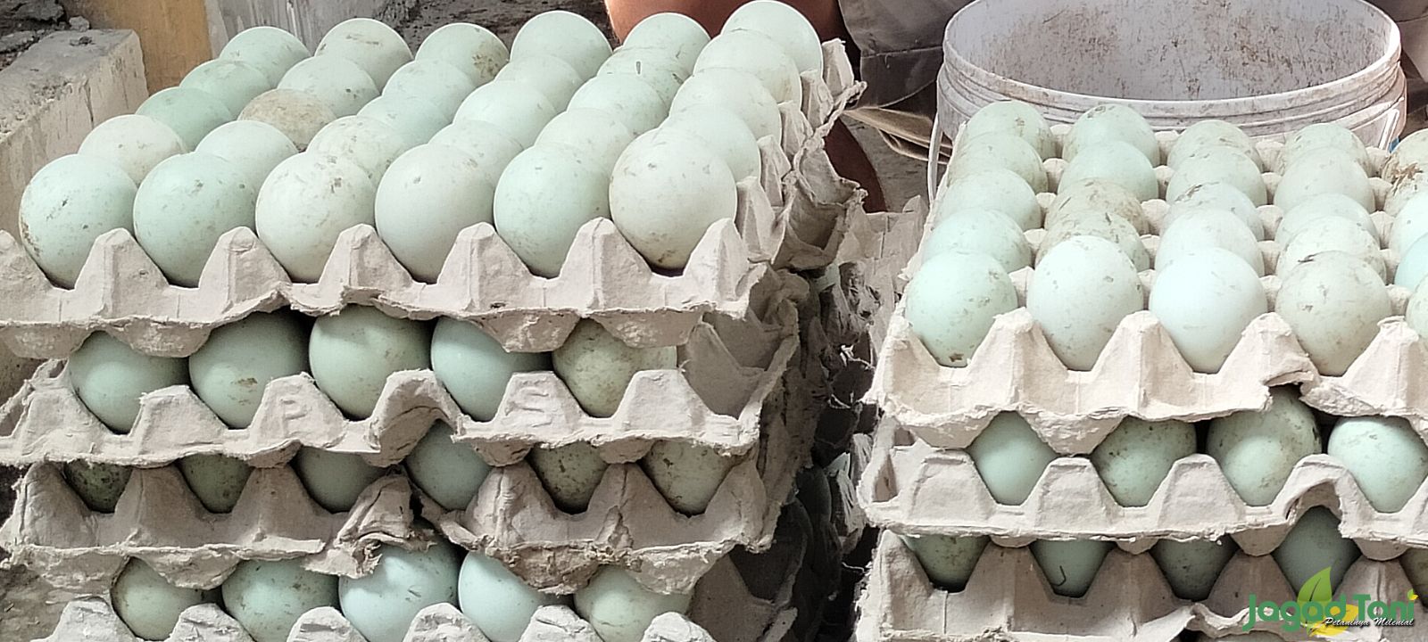Telur bebek