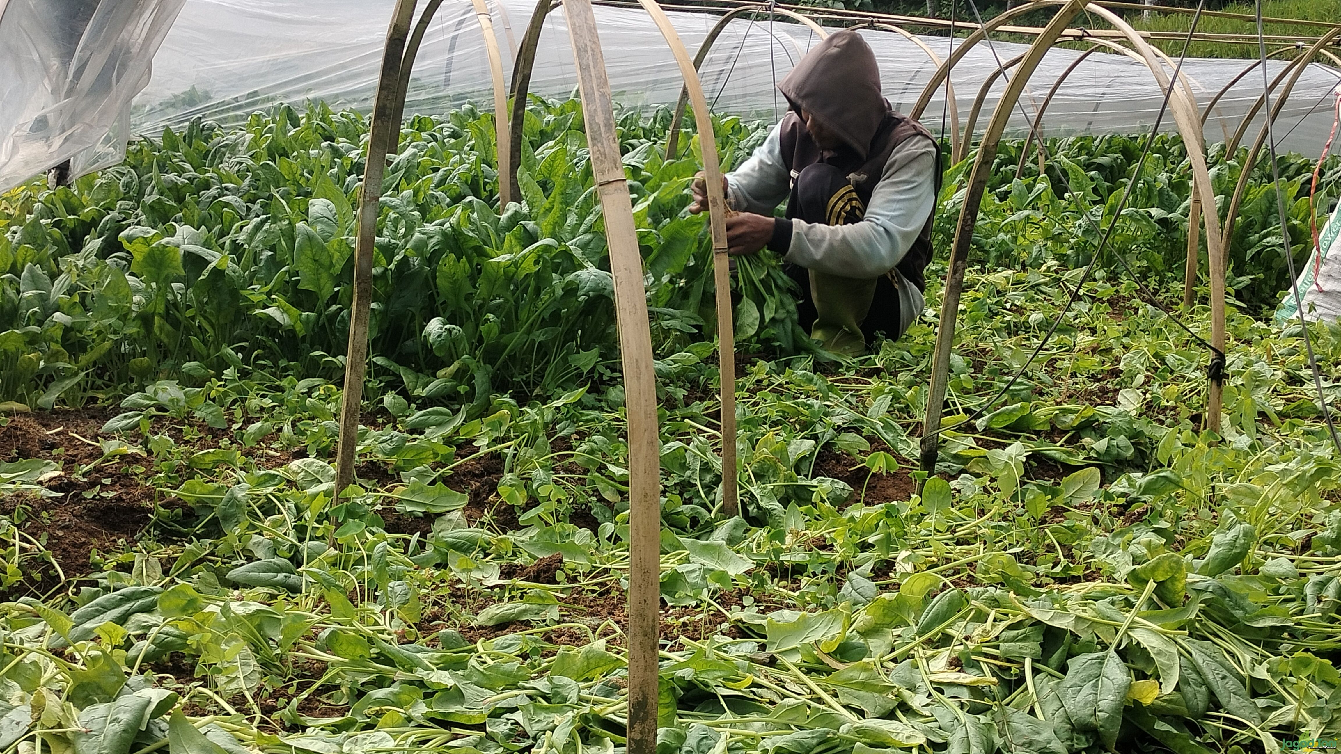 Petani Bayam Jepang 