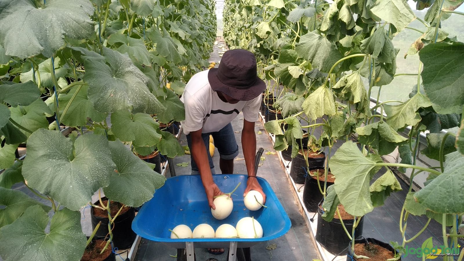 Budidaya Melon Sistem Green House Menjanjikan 