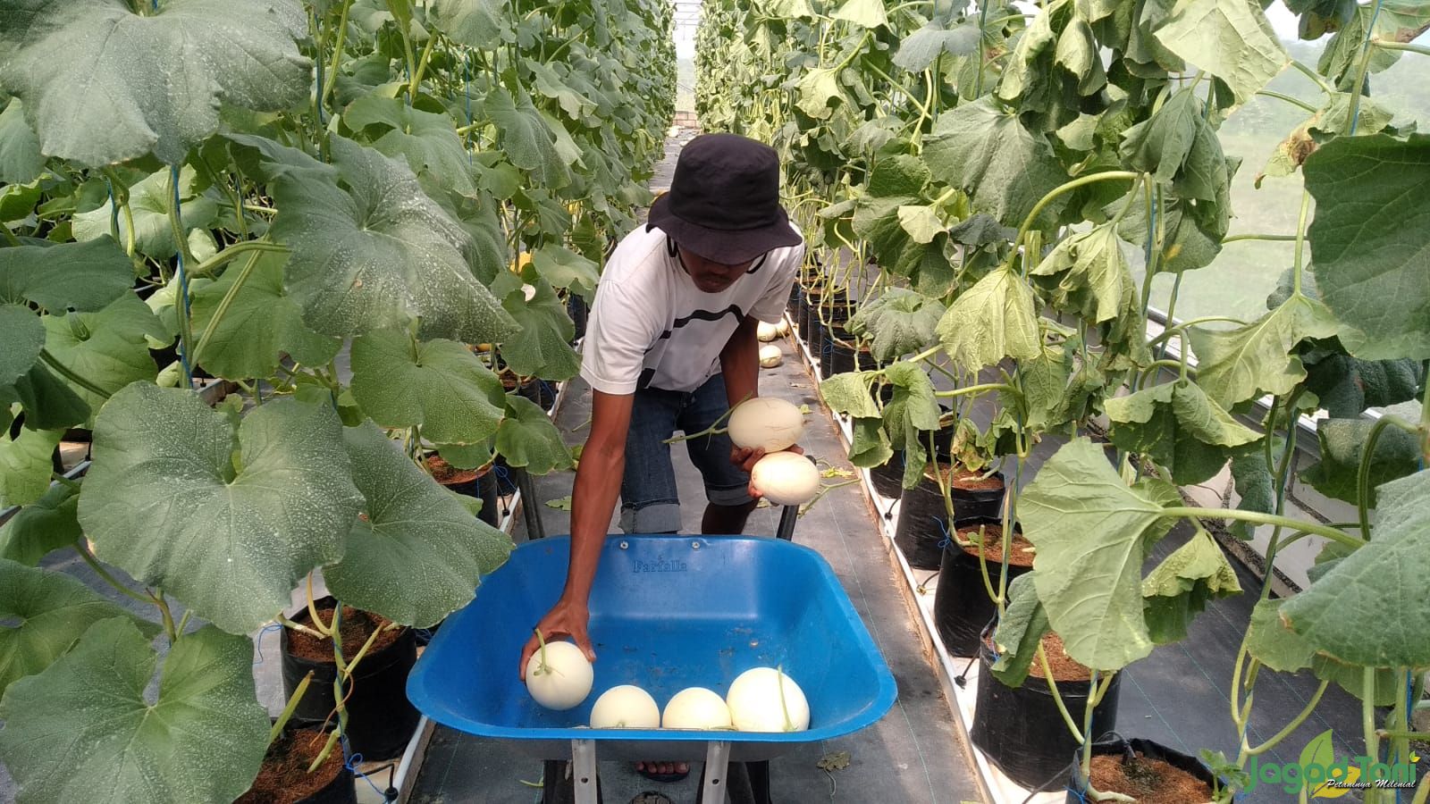 Budidaya Melon Sistem Green House