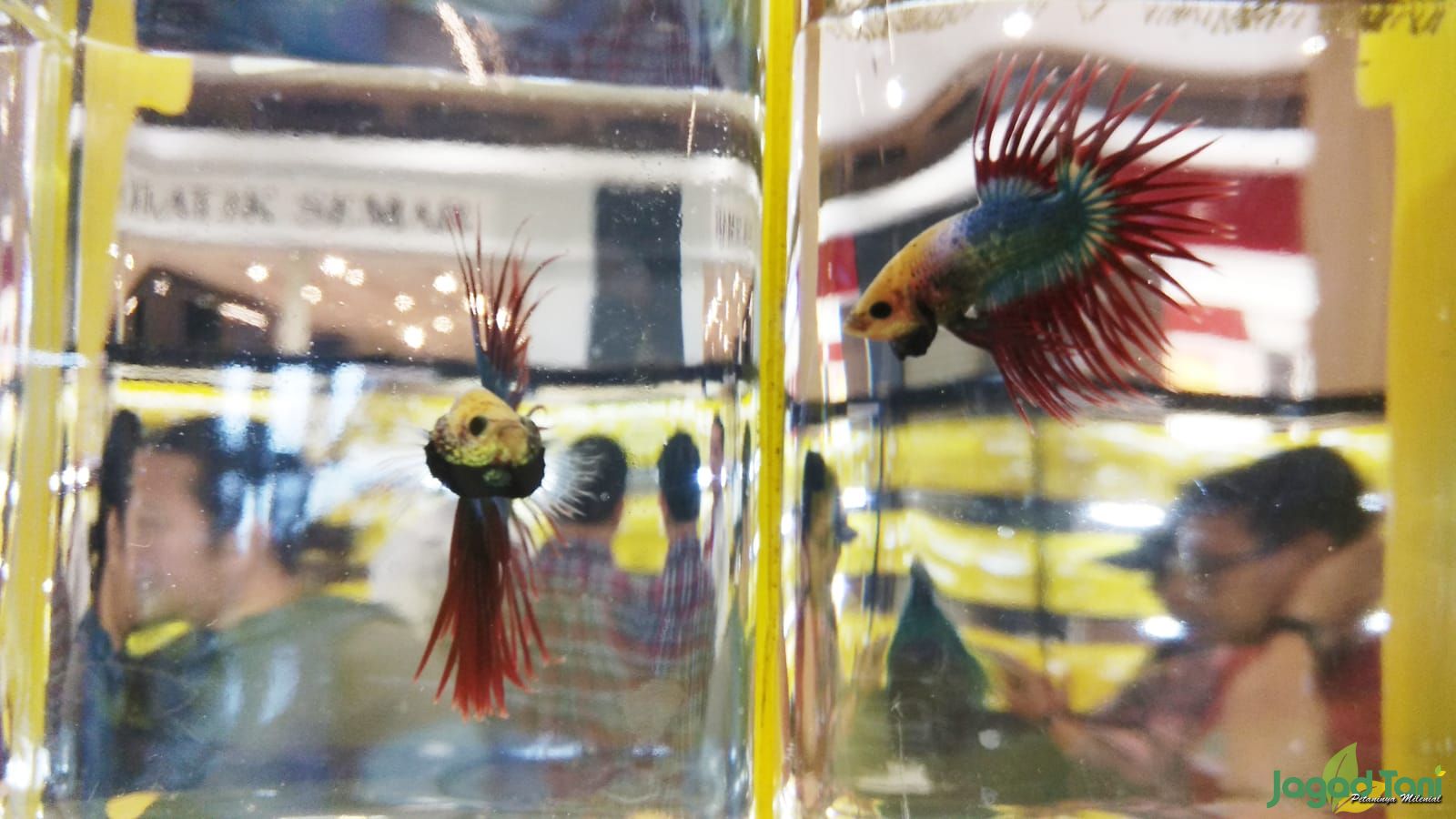 Ikan cupang