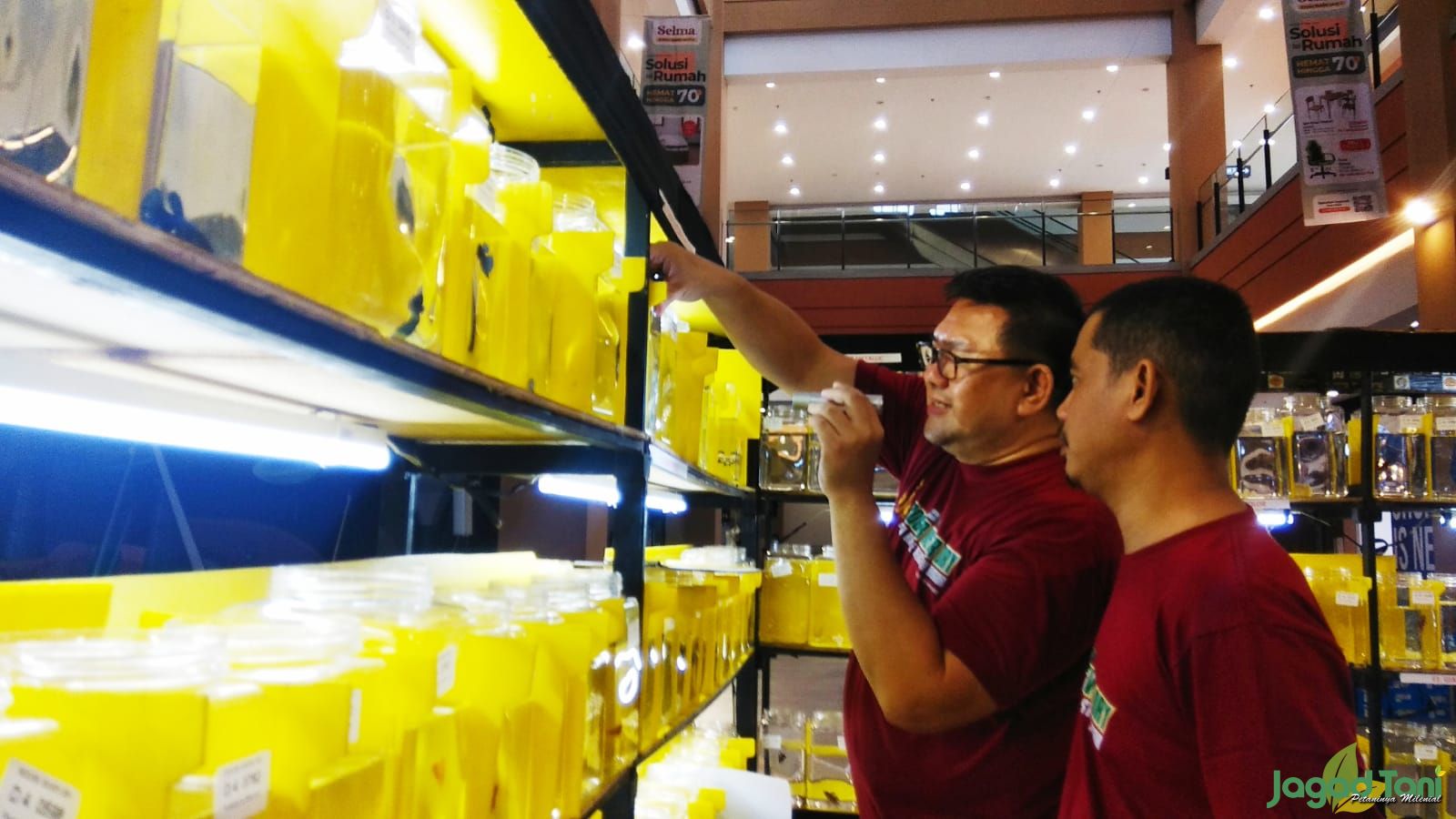 Kontes international ikan cupang 