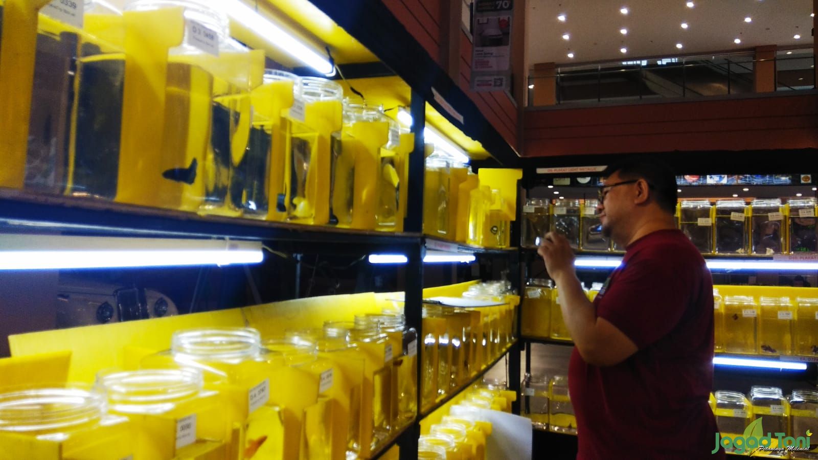 Kontes ikan cupang international di Bogor