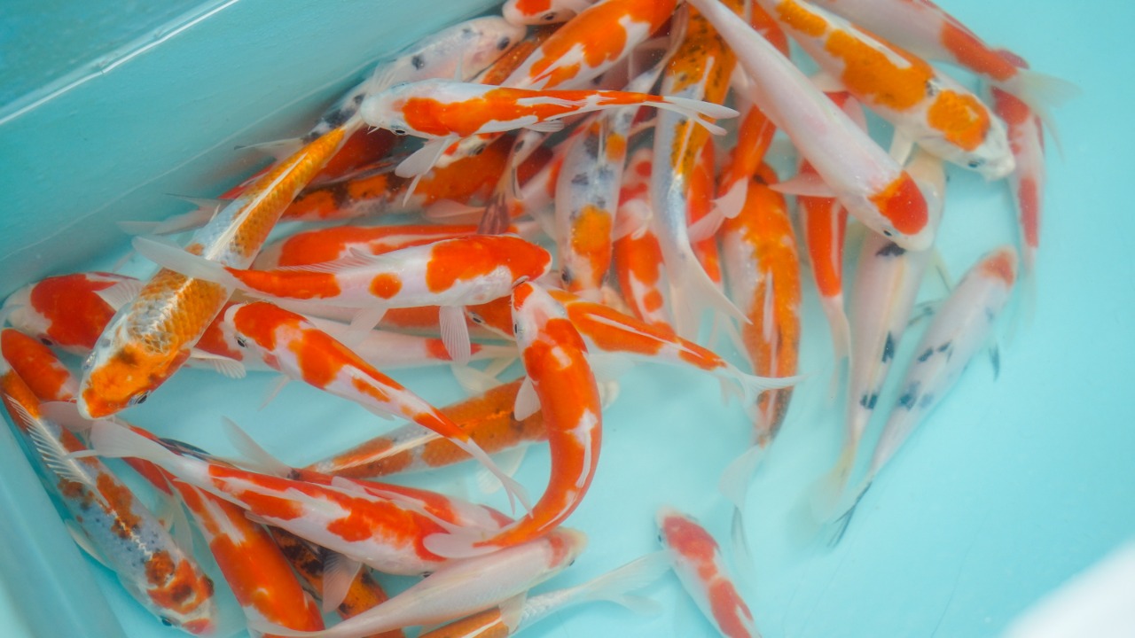 Ikan Koi 2023