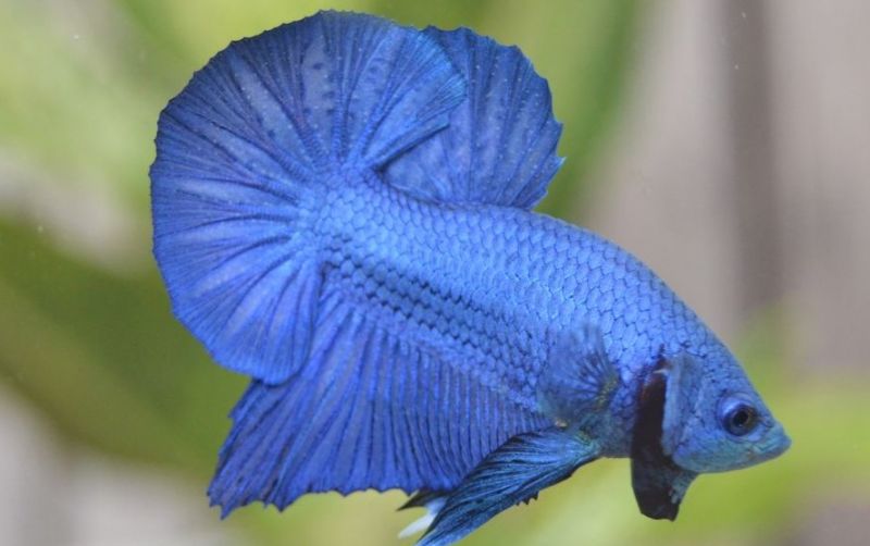 Ikan Cupang 2023