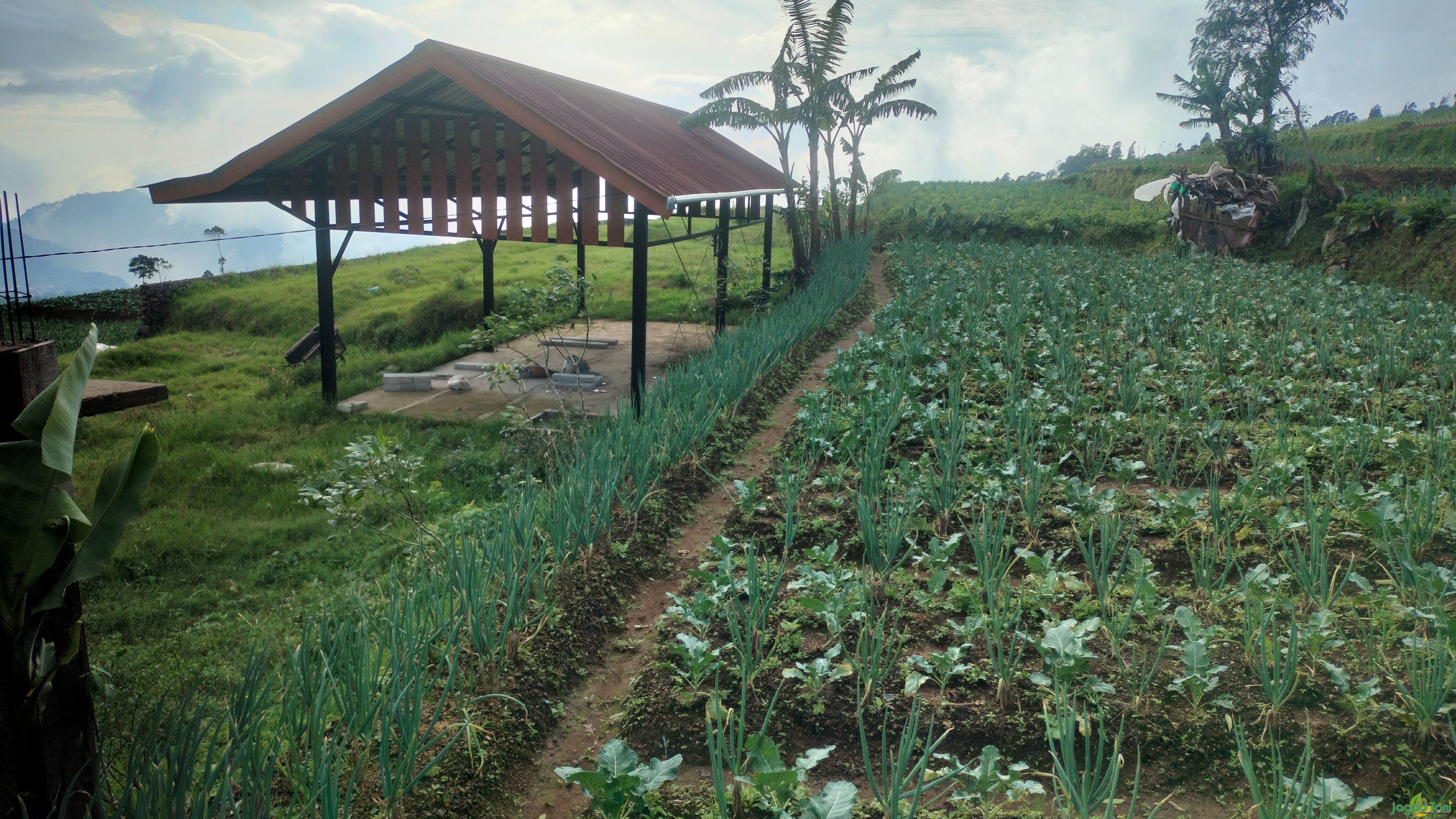 Kebun sayuran