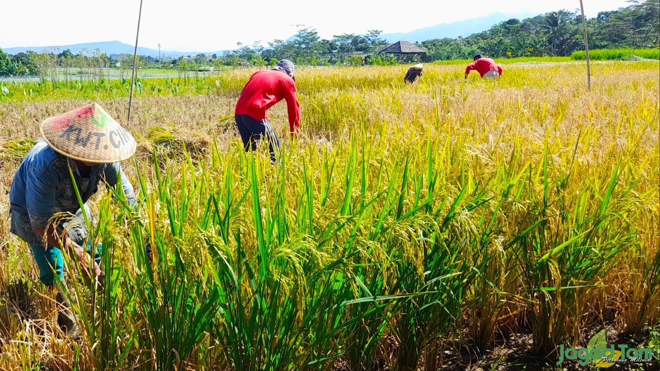 Ramai-ramai Panen Padi Organik di Mulyaharja