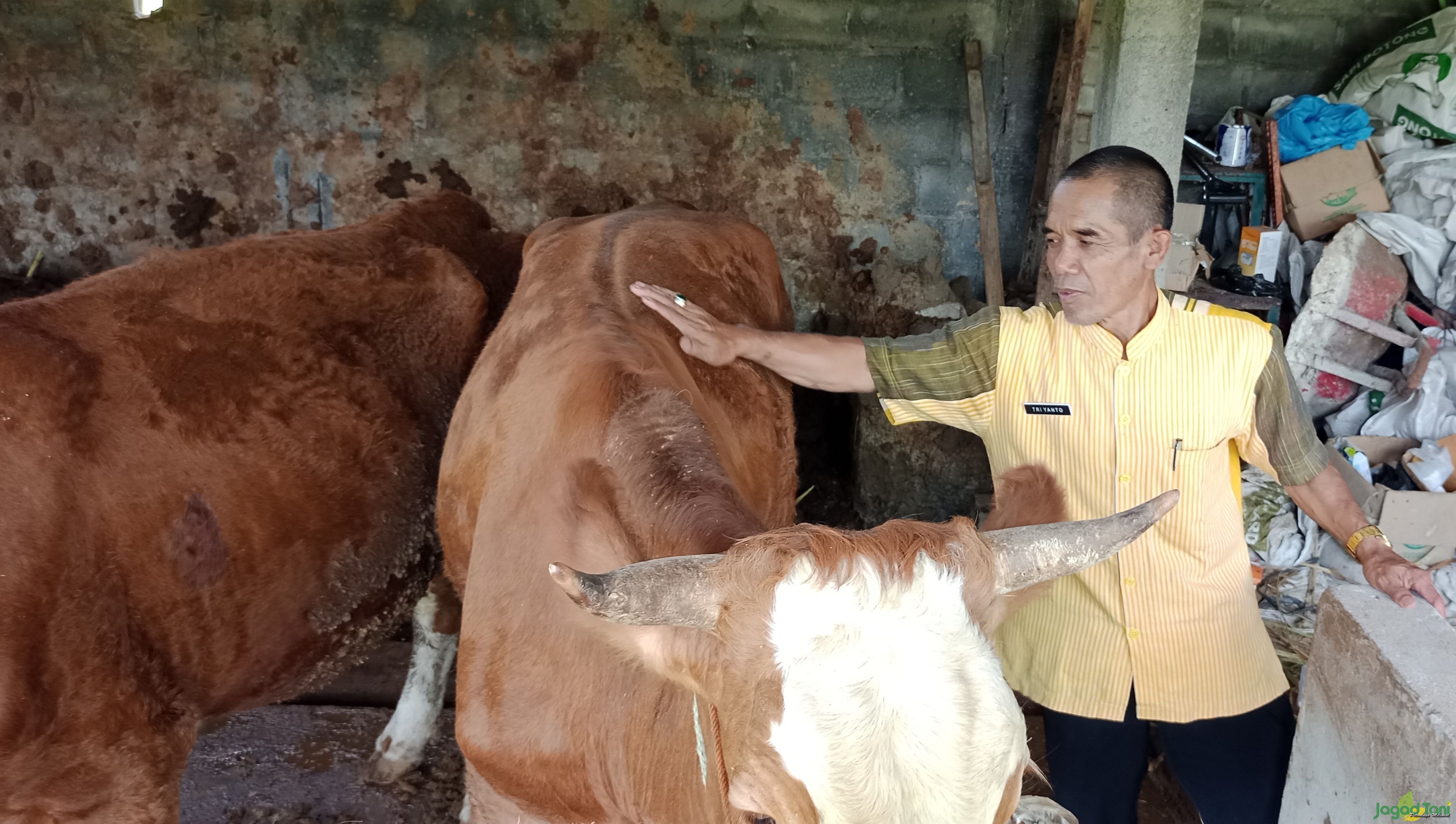 Petugas memeriksa kondisi kesehatan sapi di kandang peternak di daerah Kalikotes, Klaten, Jawa Tenga