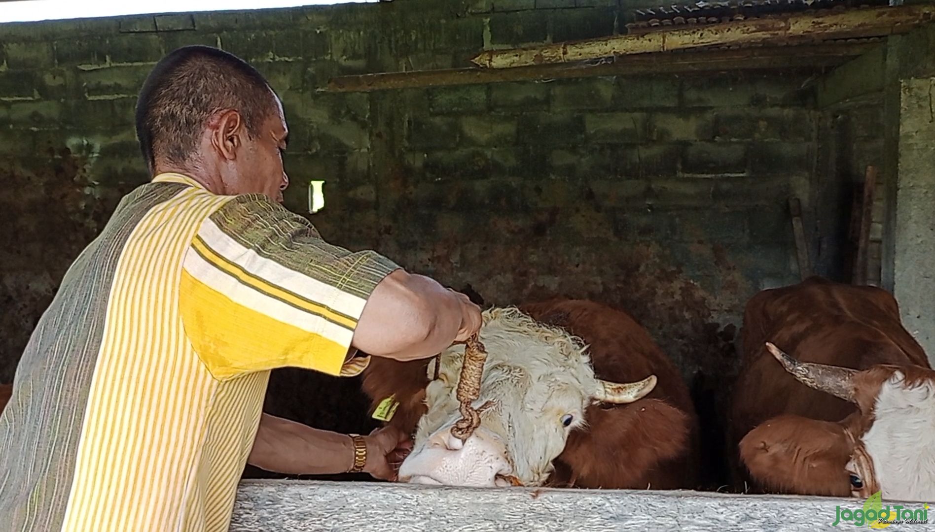 Petugas memeriksa kondisi kesehatan sapi di kandang peternak di daerah Kalikotes, Klaten, Jawa Tenga