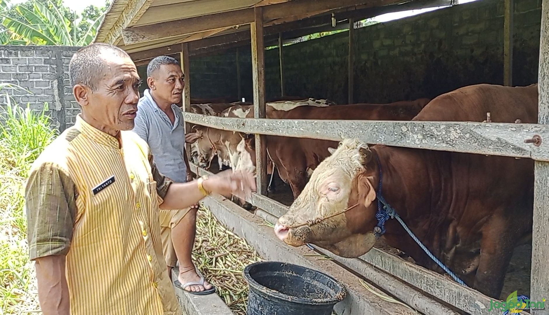 Petugas memeriksa kondisi kesehatan sapi di kandang peternak di daerah Kalikotes, Klaten, Jawa Tenga