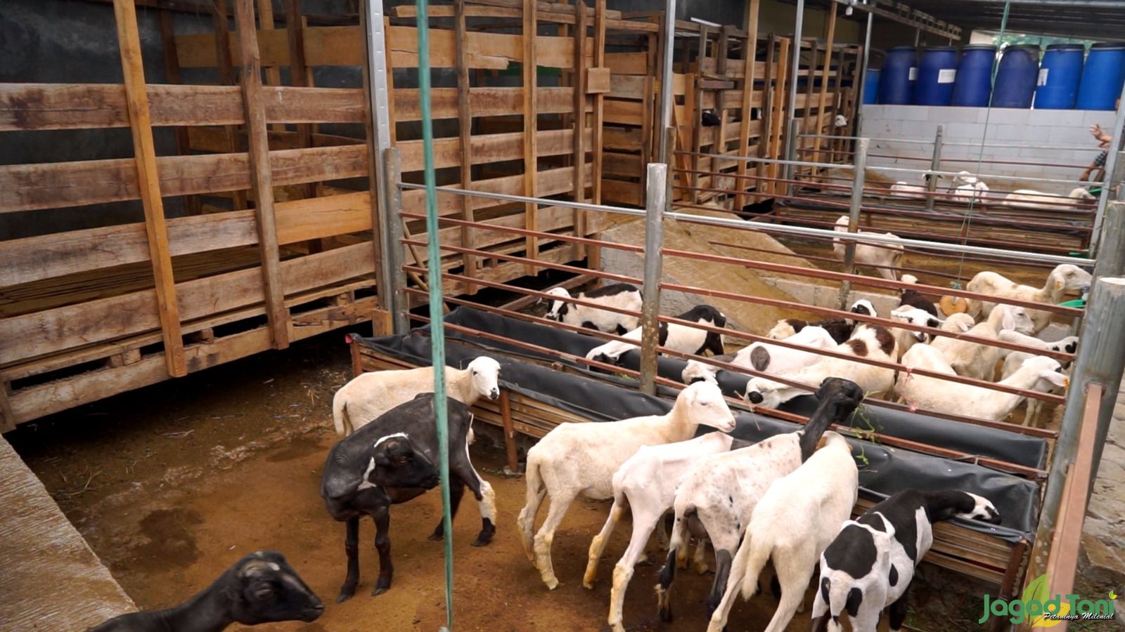 kandang semi umbaran kambing