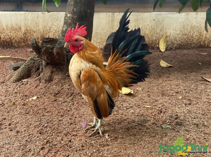 Ayam Serama