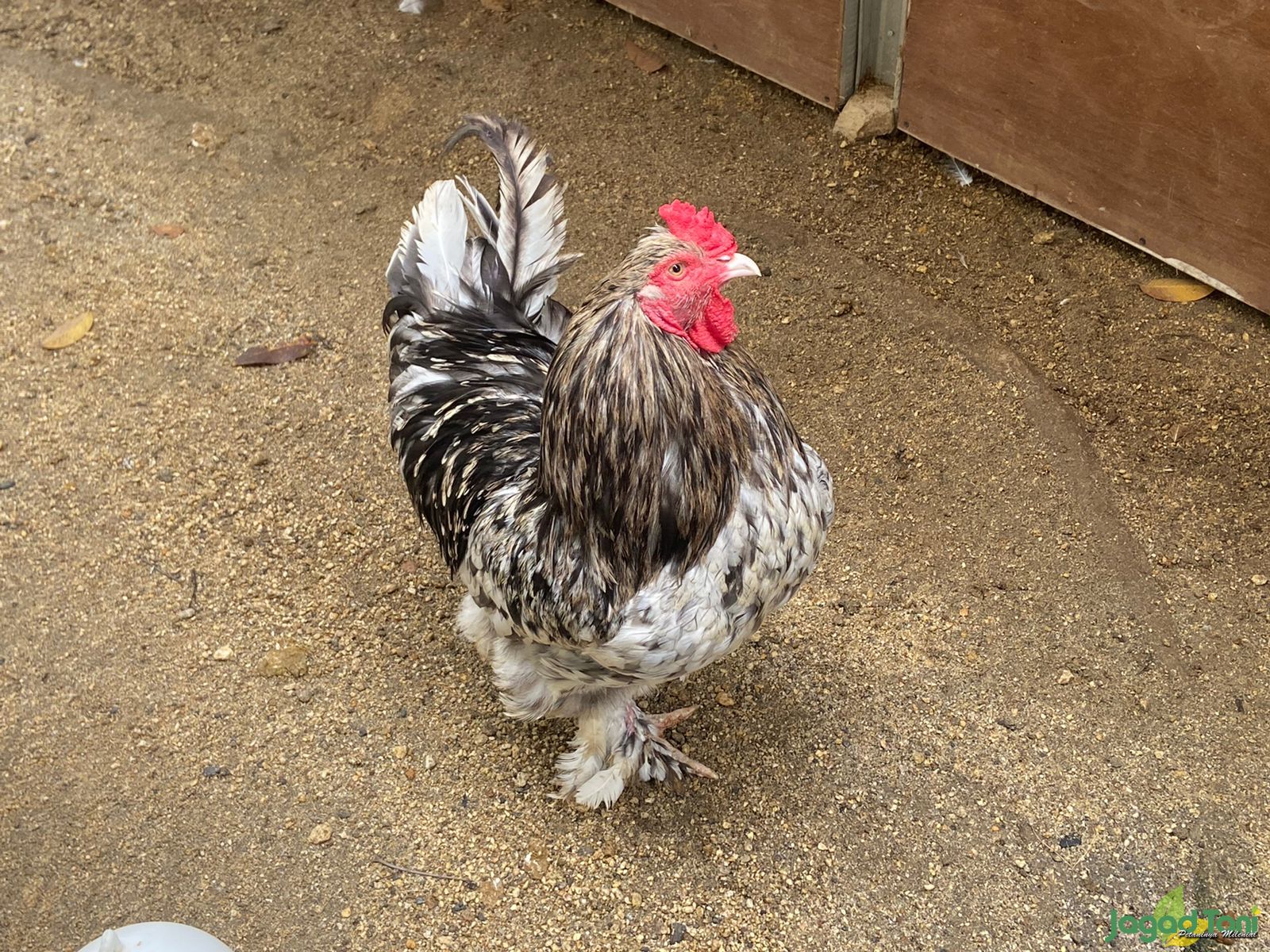Ayam Serama