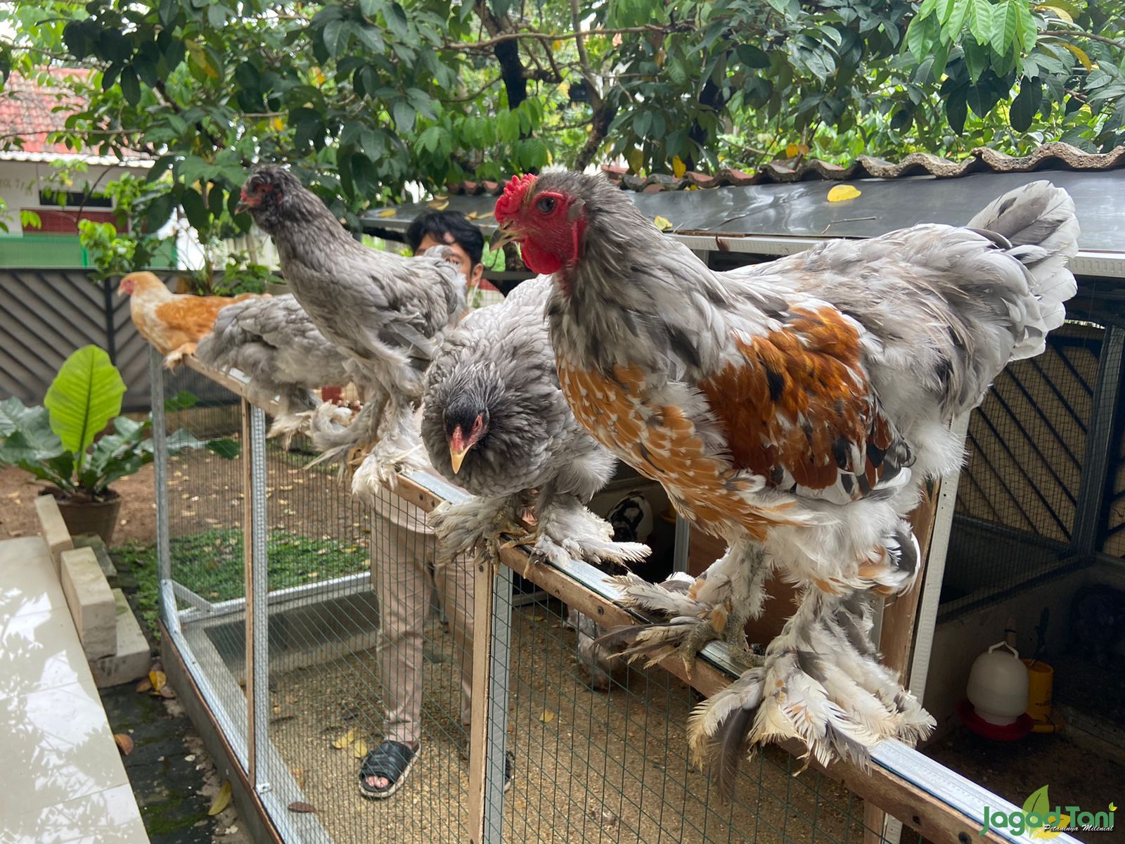 Ayam Brahma