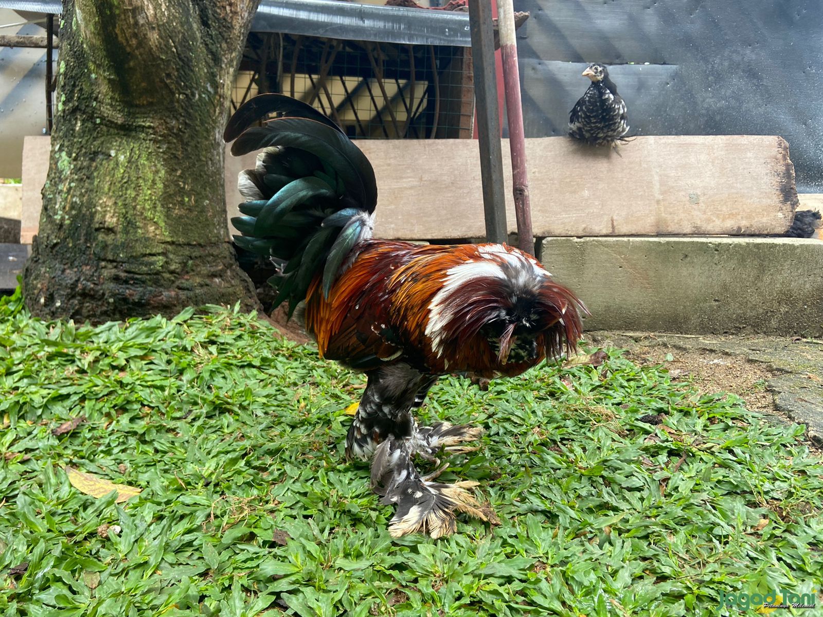 Ayam Hias