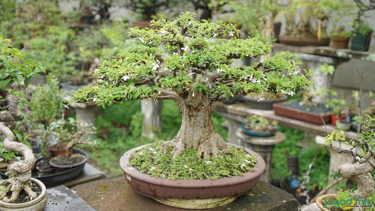 Tanaman Bonsai
