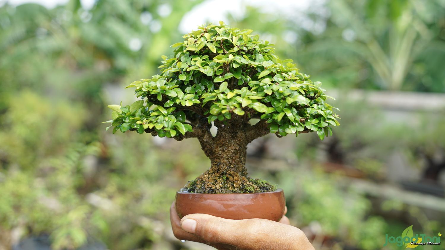 Bonsai Mame