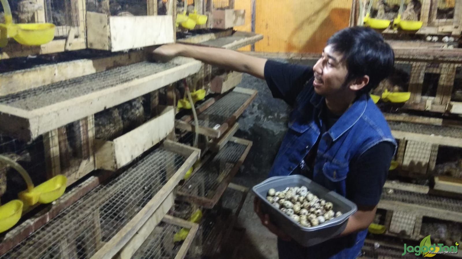 Farhan Muhammad peternak puyuh petelur