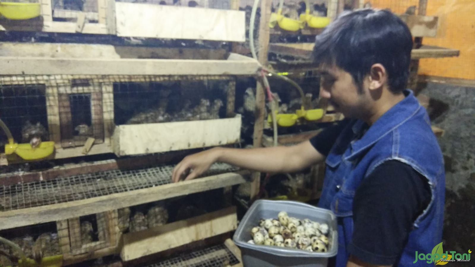 Panen telur burung puyuh 