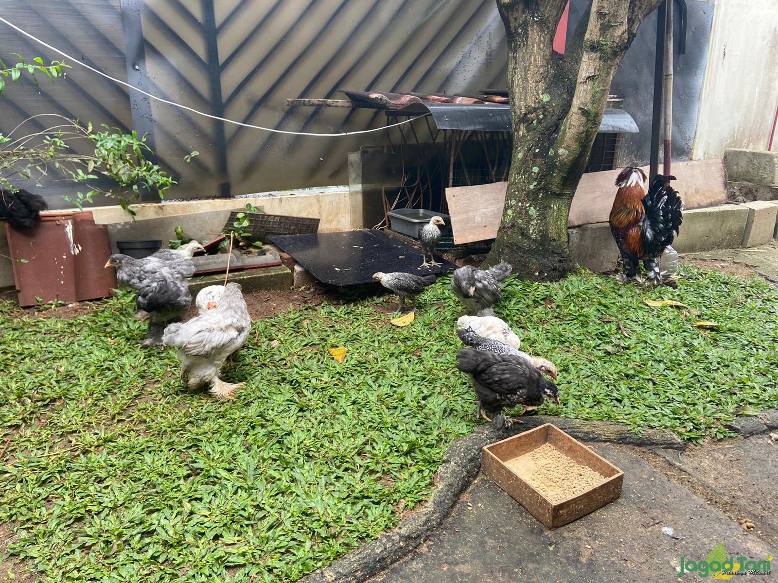 IBHA Farms, Sukses Beternak Ayam Hias 