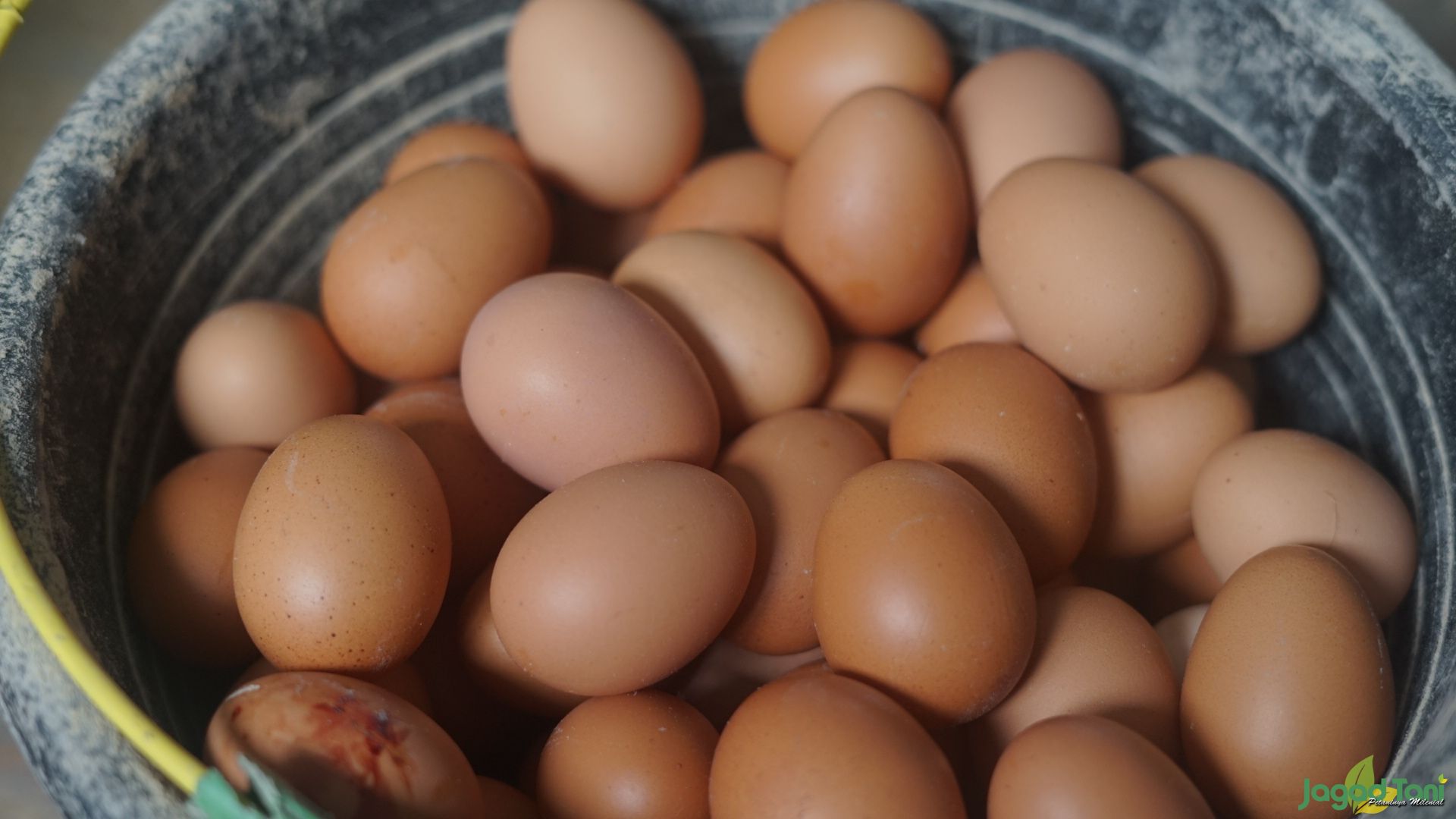 Telur ayam 