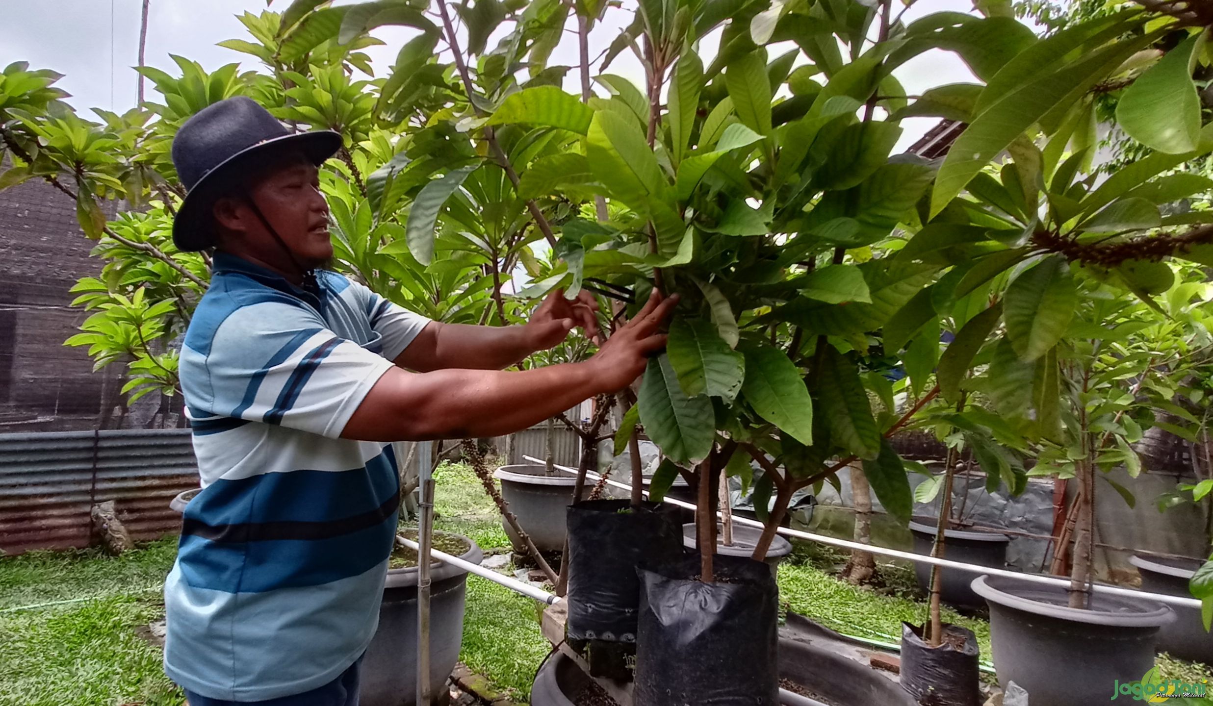 Mujianto sukses budidaya sawo raksasa