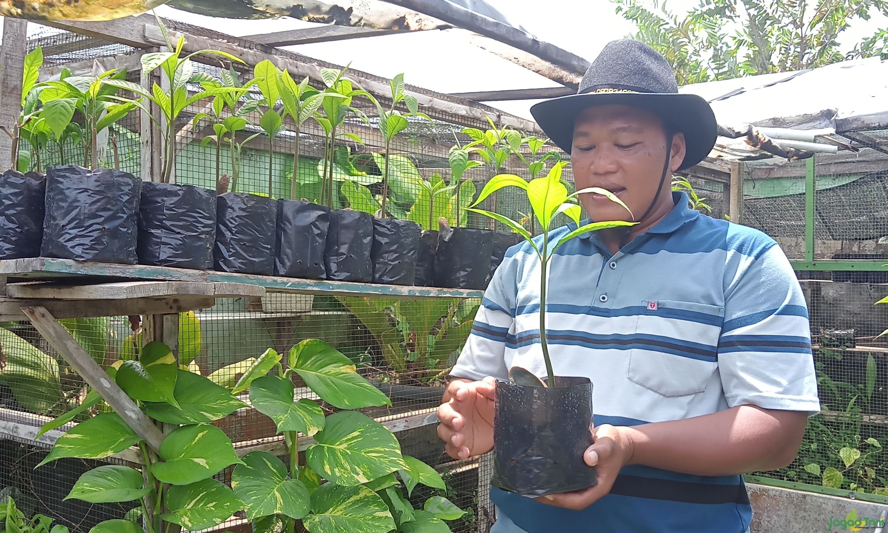 Mujianto sukses budidaya sawo raksasa 