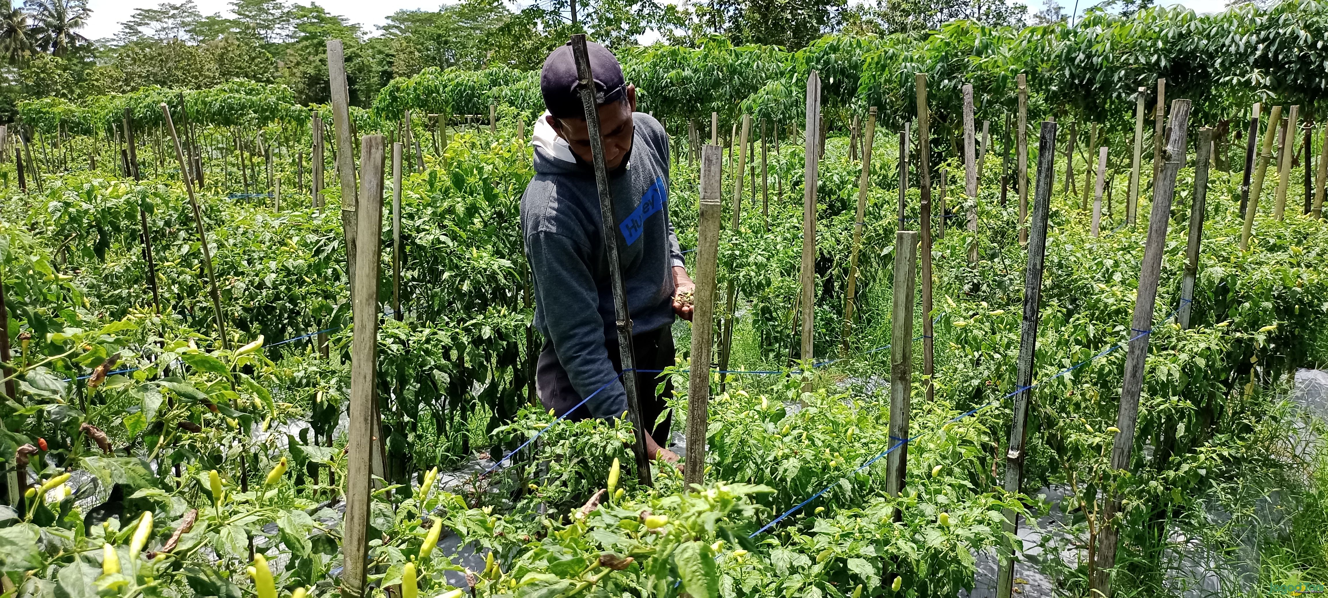 Hama Patek dan Lalat Buah Serang Tanaman Cabai