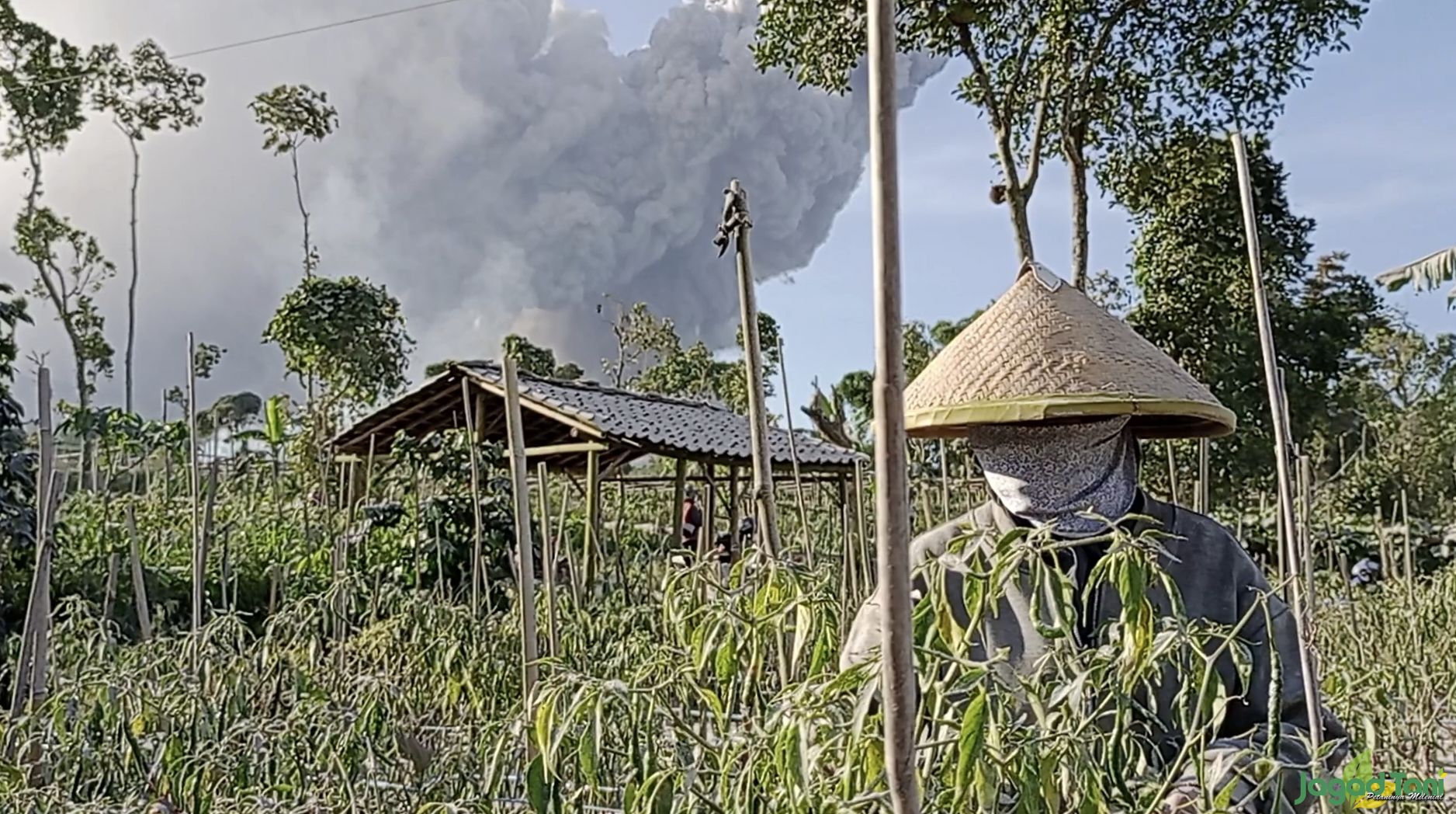 Petani memanen tanaman cabai di lereng Gunung Merapi