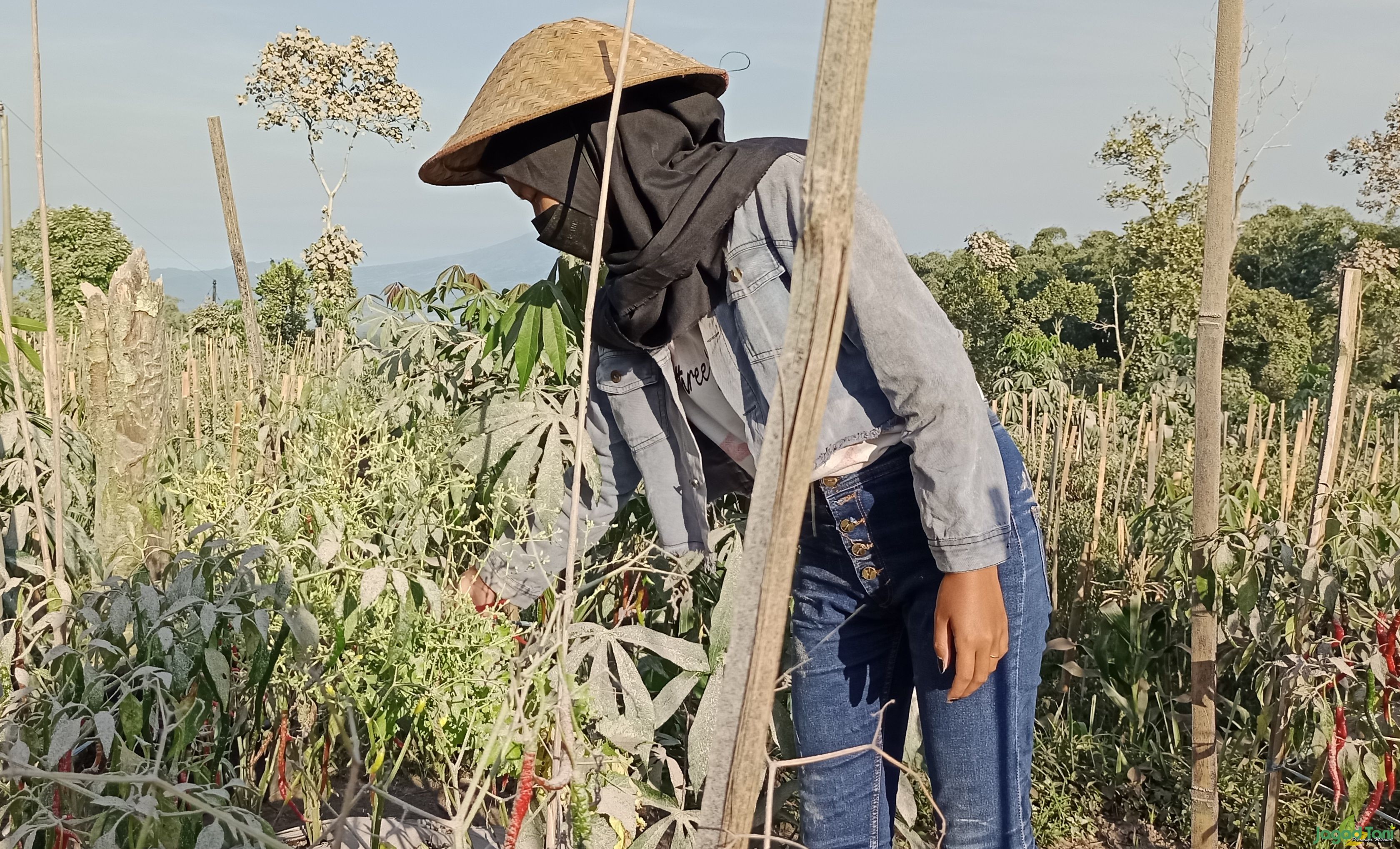 Petani memanen tanaman cabai di lereng Gunung Merapi