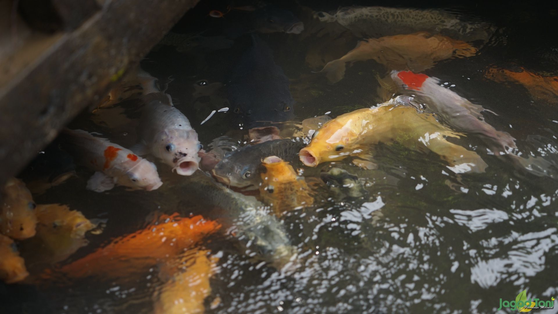 Budidaya ikan keramba Bogor