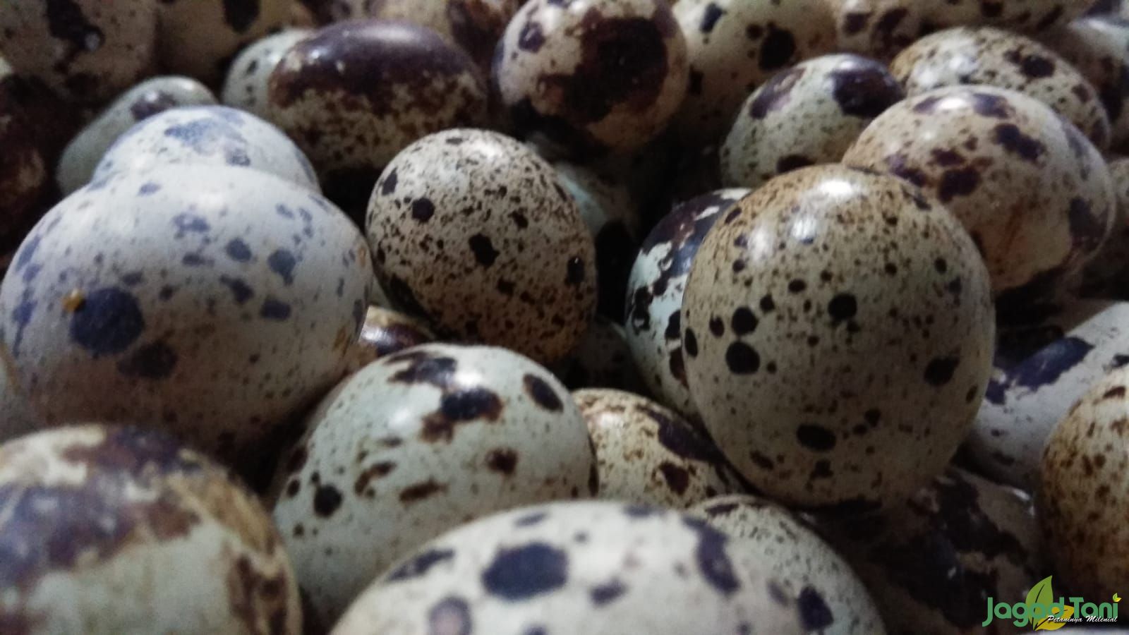 Telur Burung Puyuh
