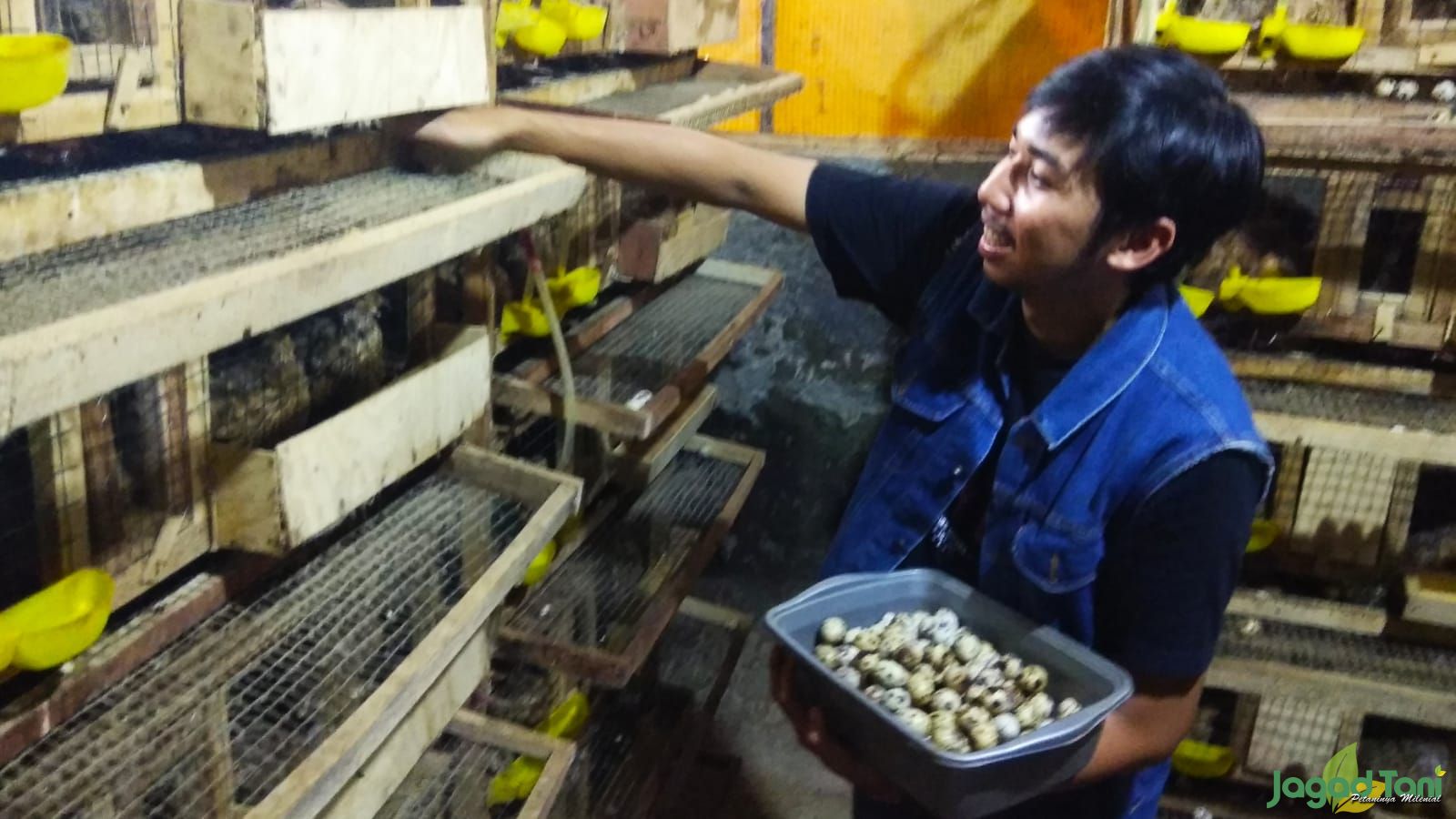 Segudang Untung dari Burung Puyuh