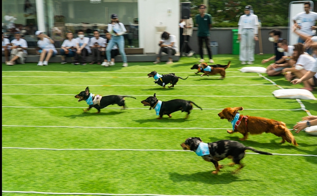 Subaru Loves Pets - pencinta anjing daschund