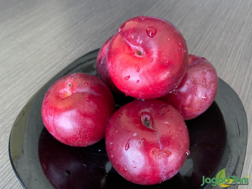 Buah plum 