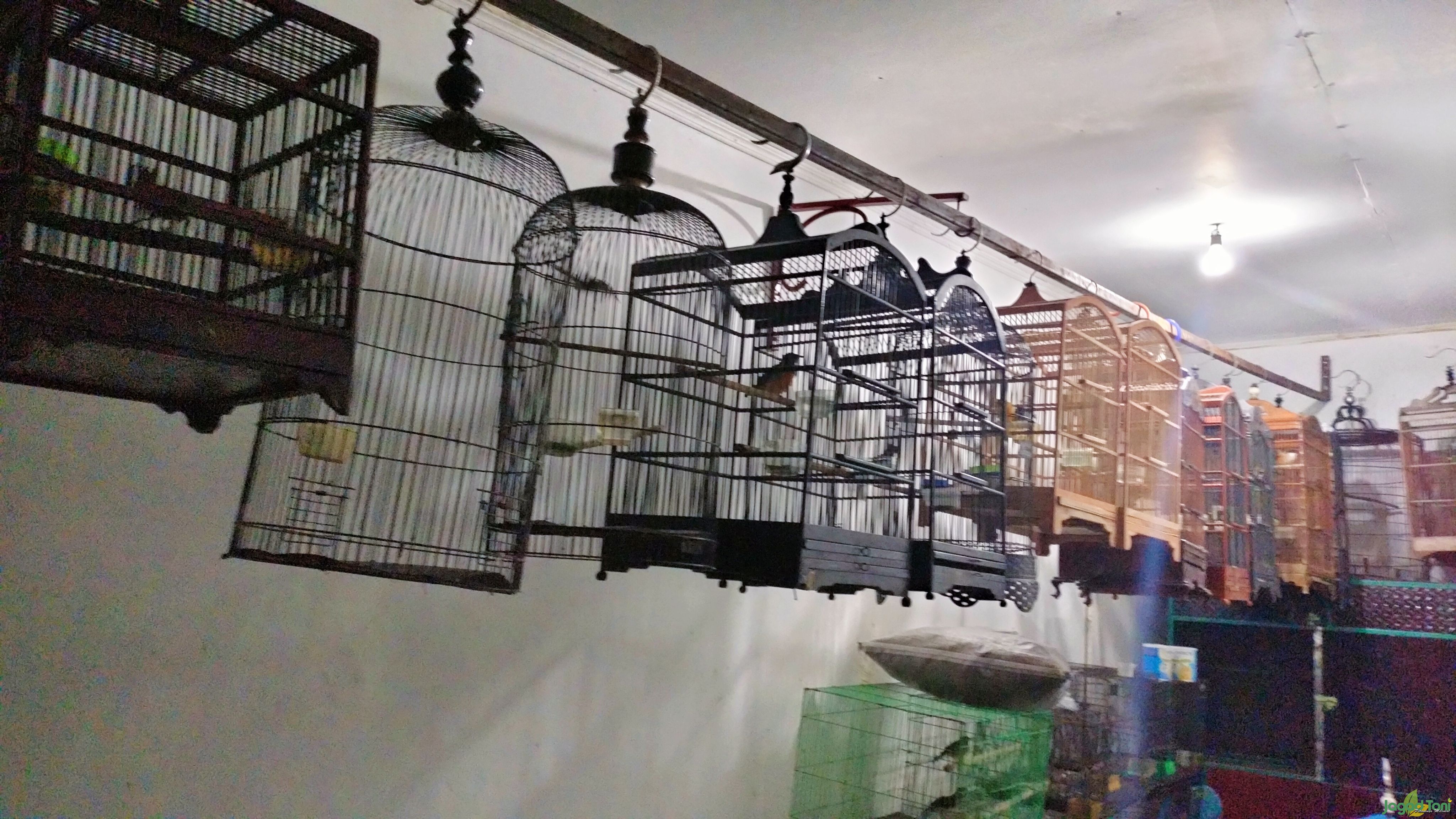 Peluang Bisnis, Penitipan Burung Kicau Saat Lebaran