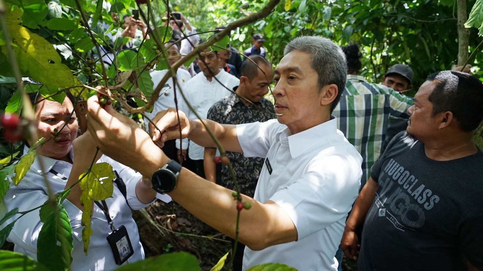 Pengembangan kopi rancamaya