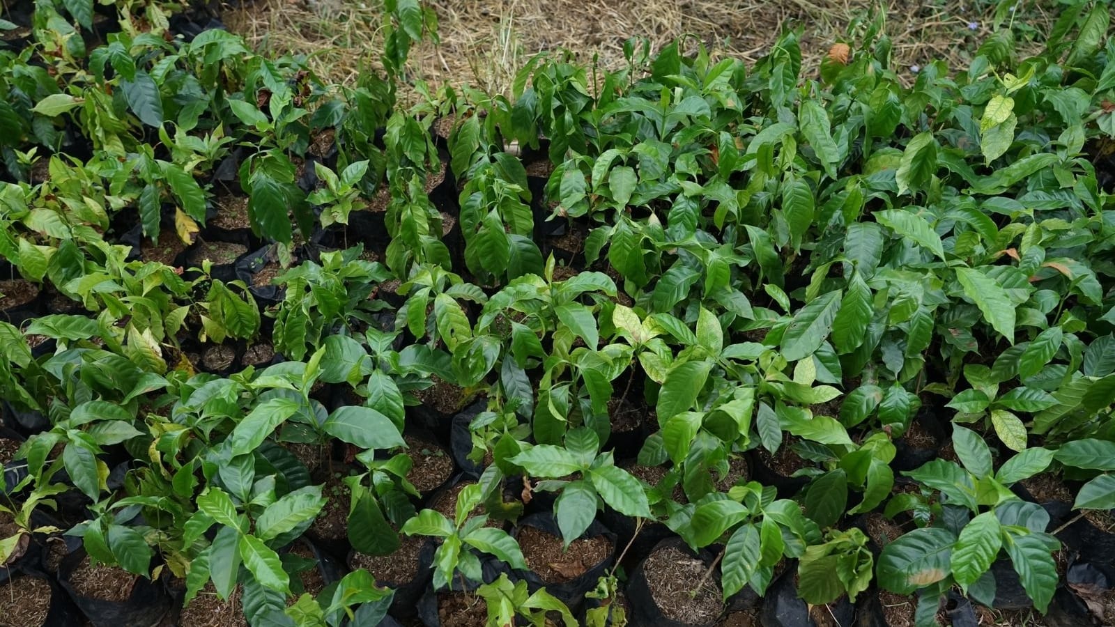 Kopi Rancamaya