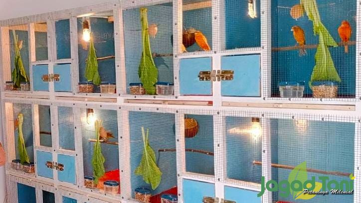 Raih Sukses Ternak Burung Kenari