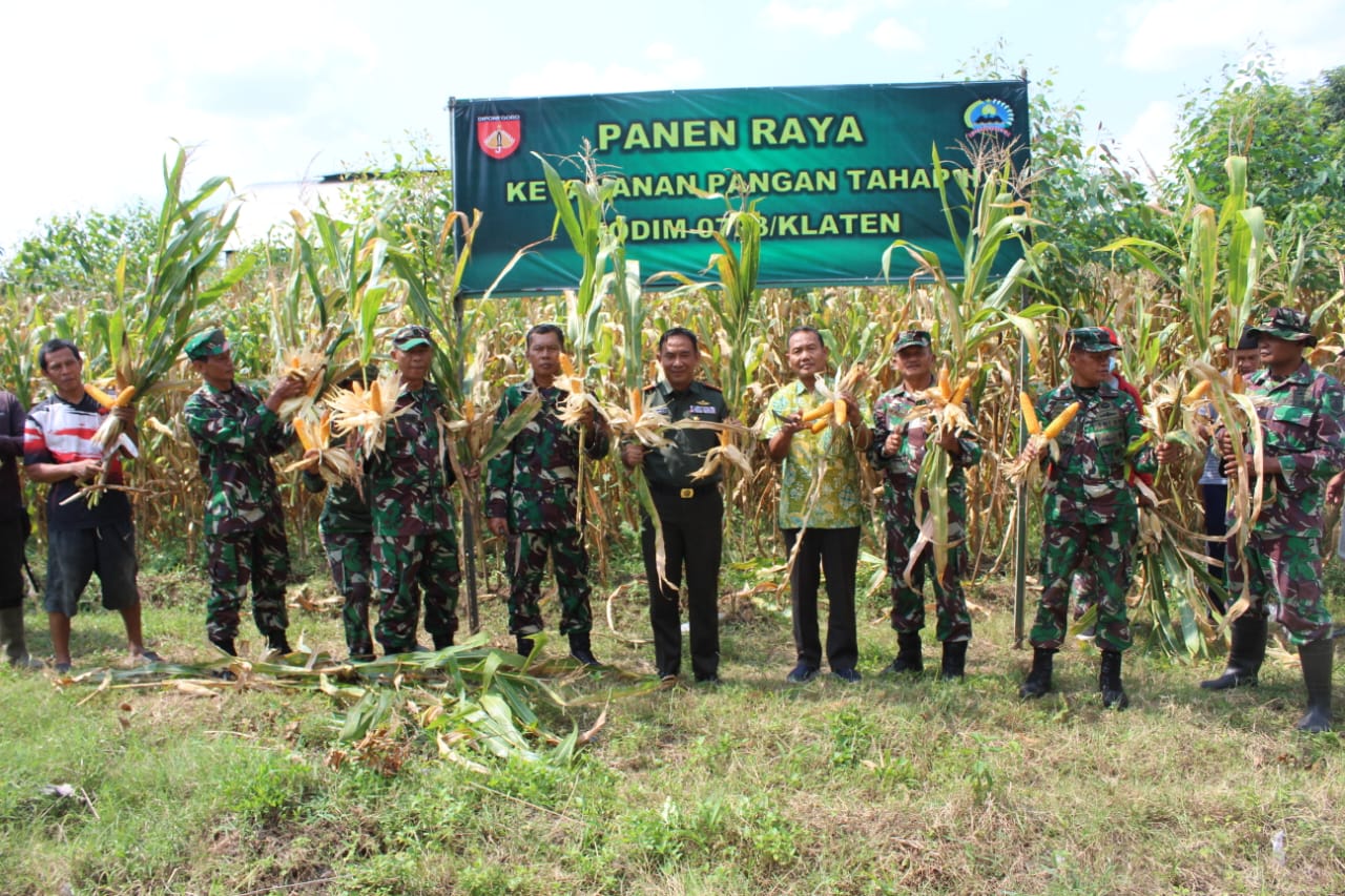 Tanam Jagung Upaya Penyediaan Bahan Pangan - Kodim 0723 Klaten