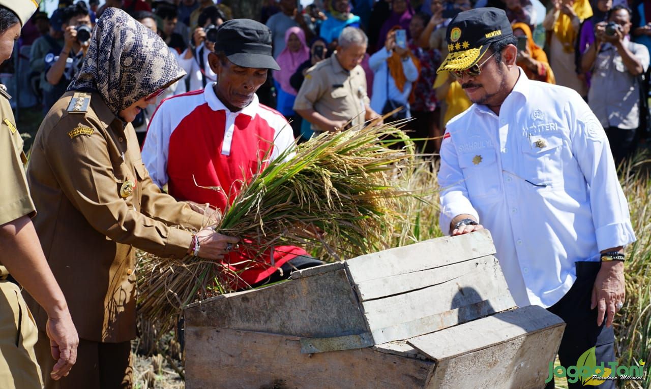 Menteri Pertanian melakukan panen raya padi di Klaten