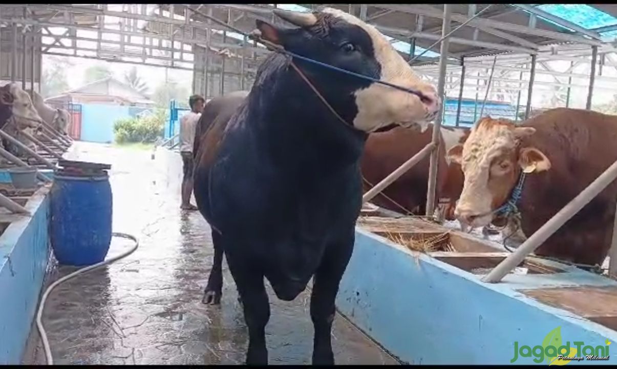 Bejita, Sapi Kurban Satu Ton Milik Prabowo 
