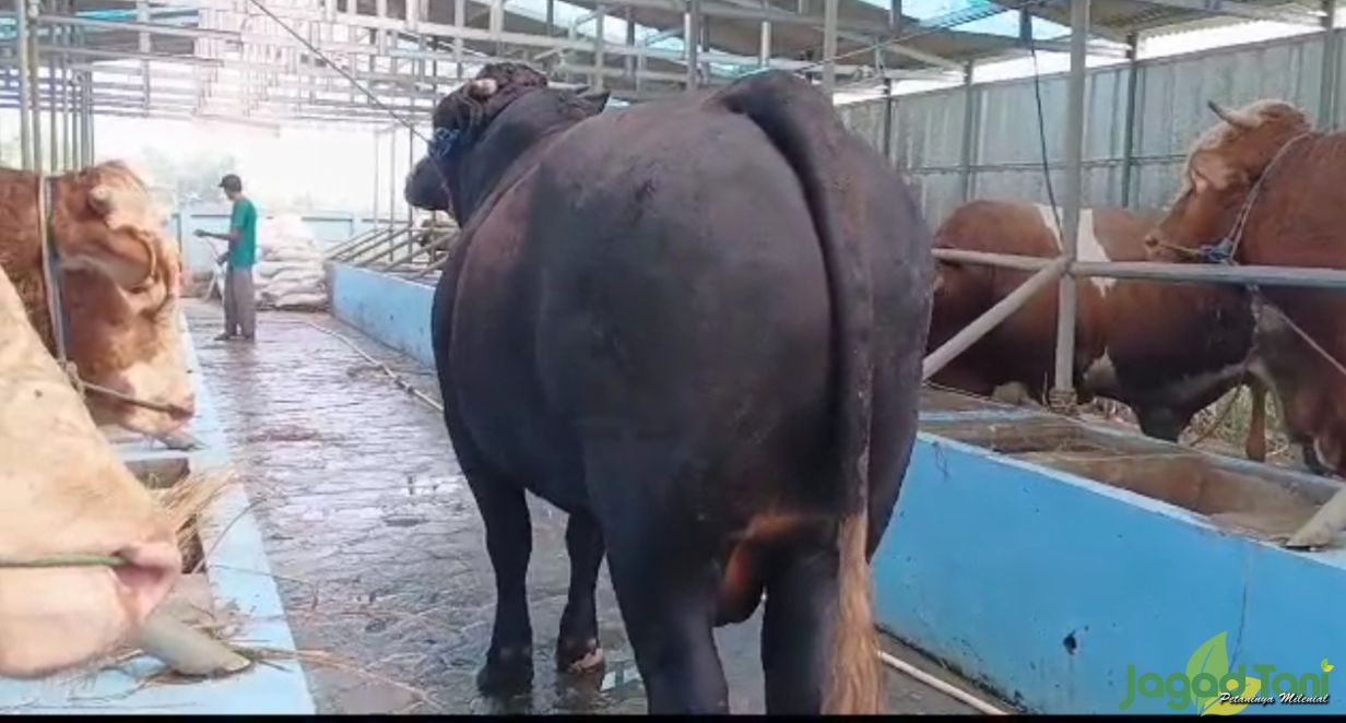 Bejita, Sapi Kurban Satu Ton Milik Prabowo 