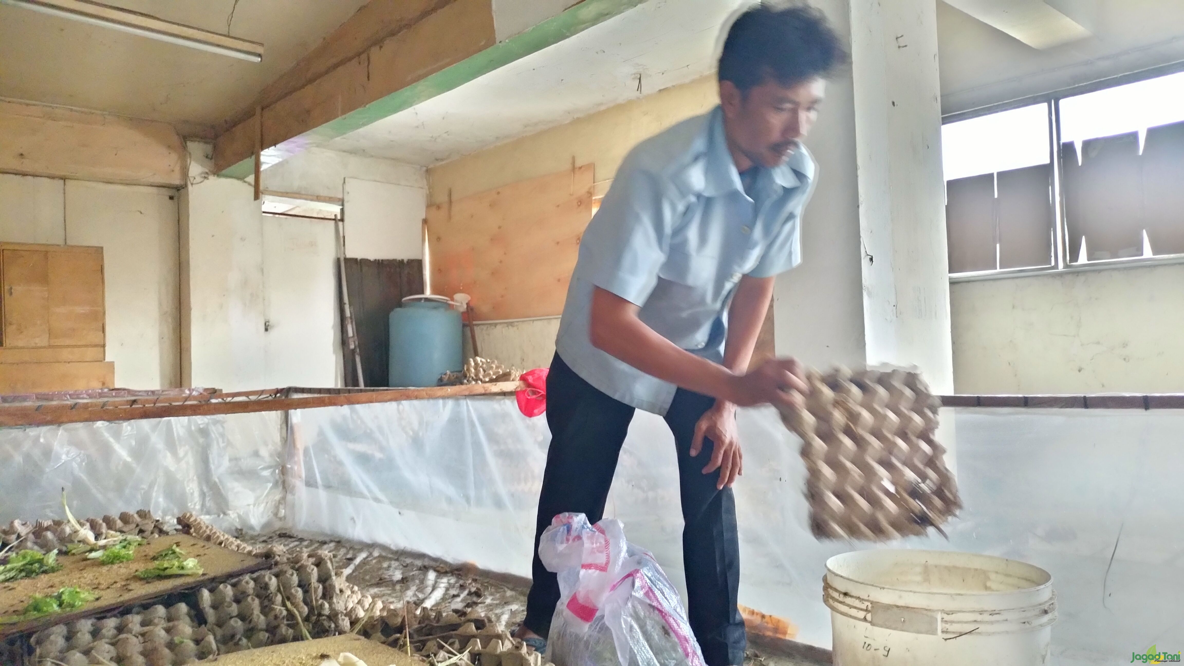 Bisnis Cuan Demi Kicau Mania, Jangkrik Boss