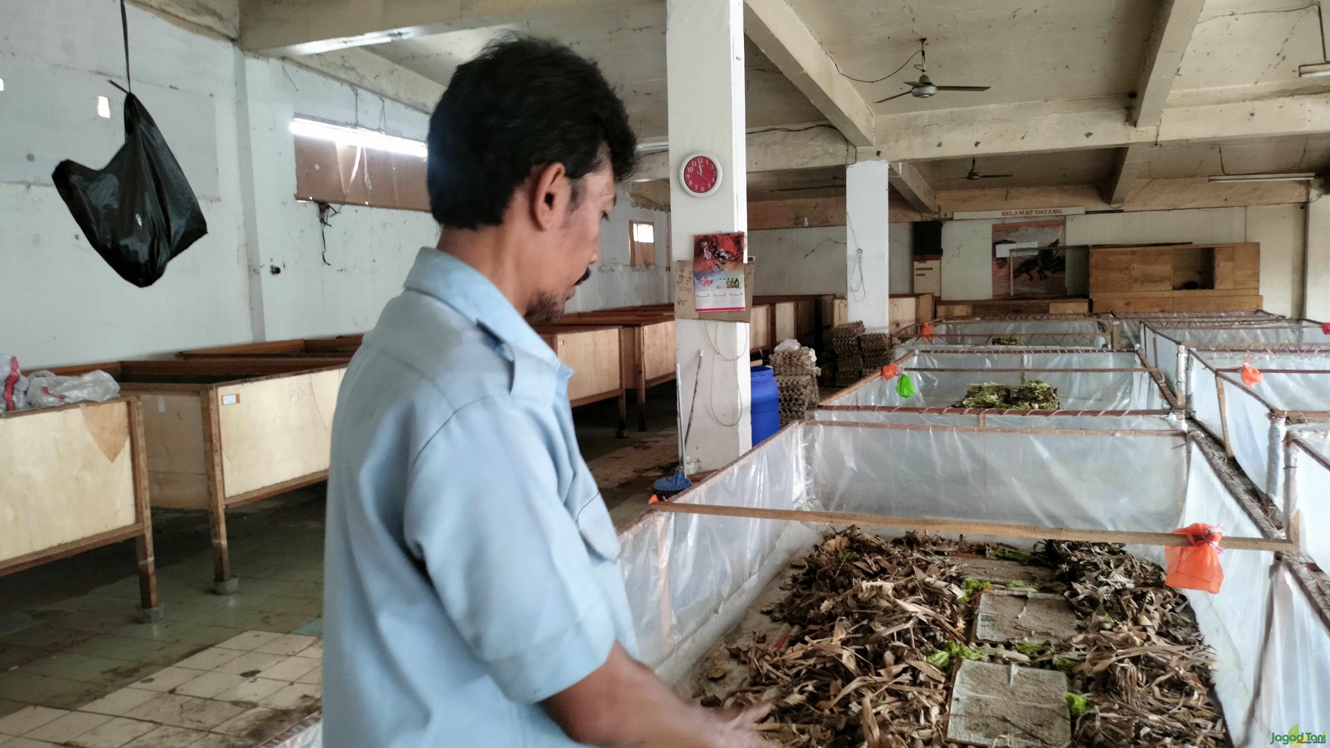 Bisnis Cuan Demi Kicau Mania, Jangkrik Boss