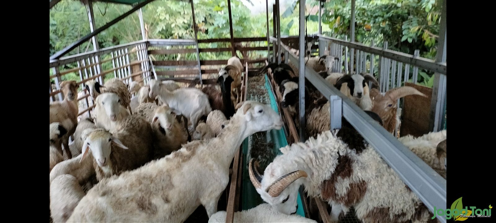 Update harga kurban 2023
